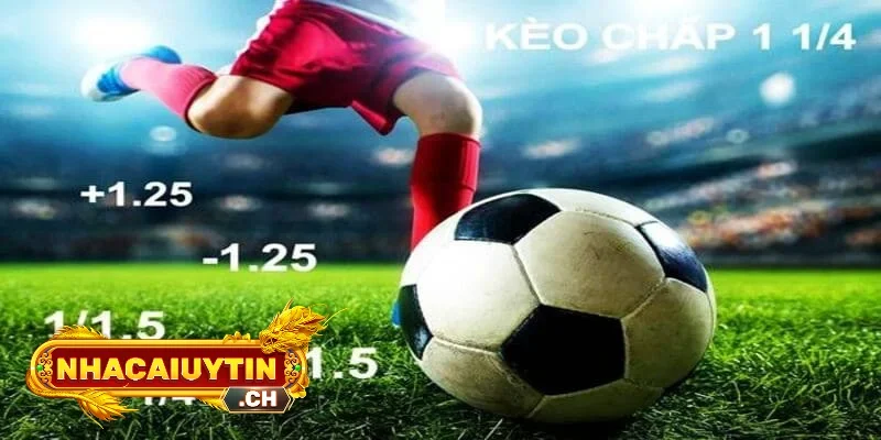 Xem xét bảng tỷ lệ cược từ các nhà cái